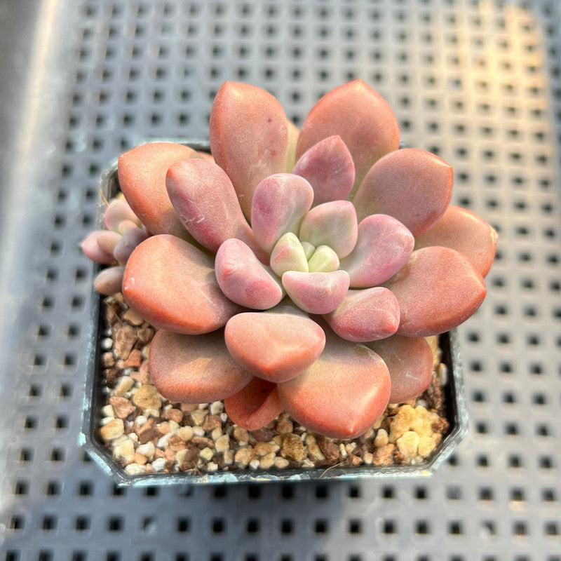 succulent heart plant Graptopetalum 'Polari Heart' 2” Succulent Plant