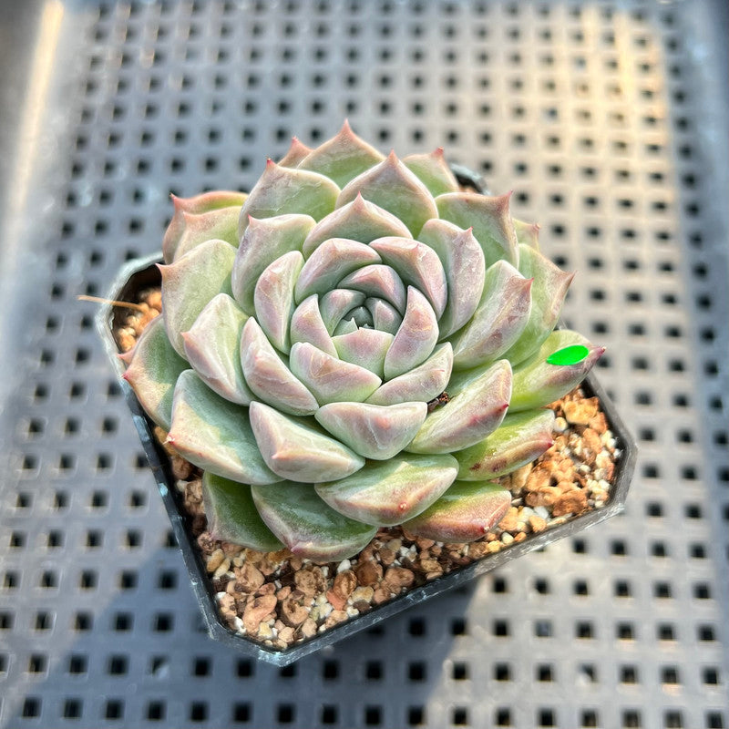 Echeveria 'Loris' 2