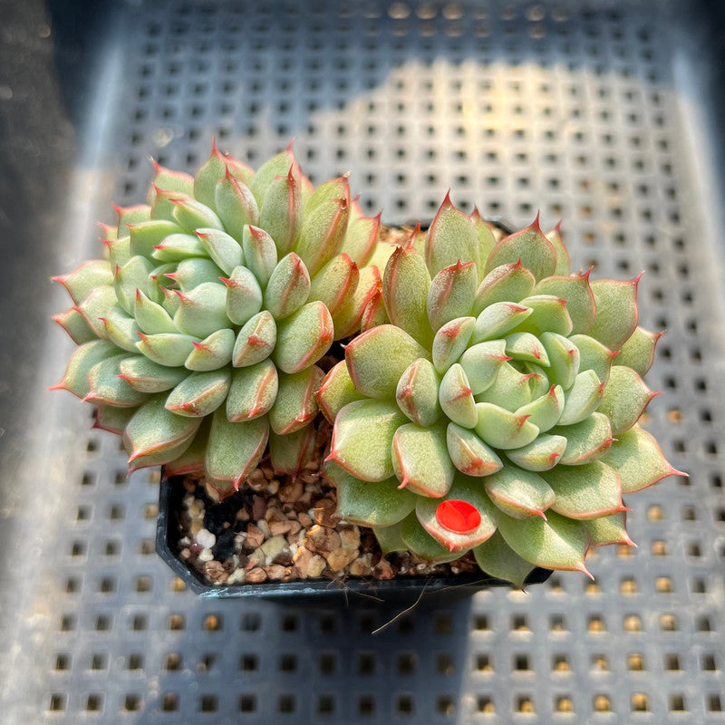Echeveria 'Pine Cone' 2