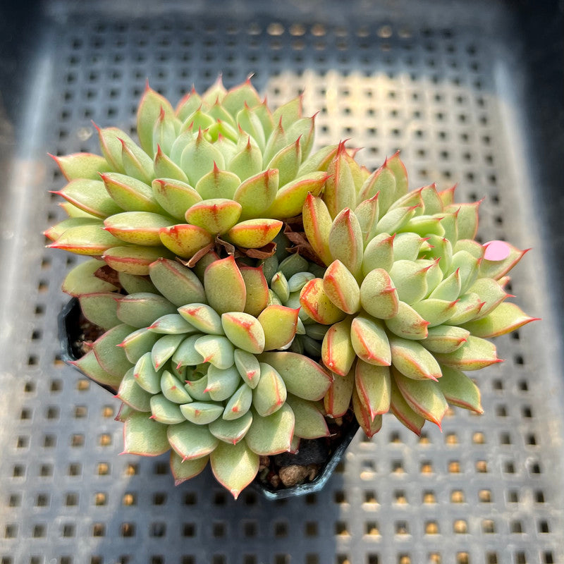 pine cone plant succulent Echeveria 'Pine Cone' 2"-3" Cluster Succulent Plant