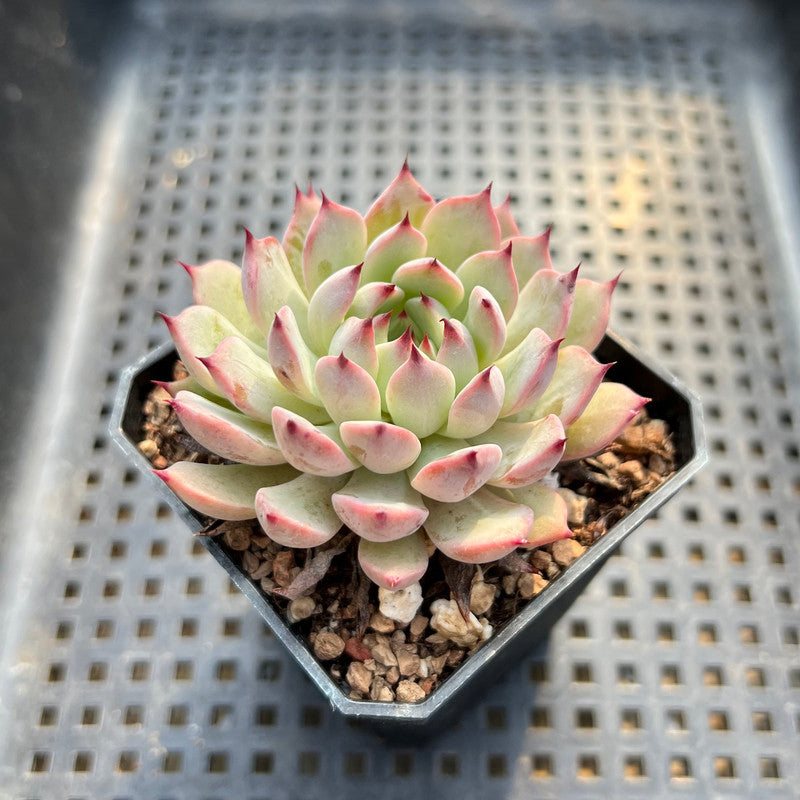 sharp succulent Echeveria sp. 2" Sharp Tips Succulent Plant
