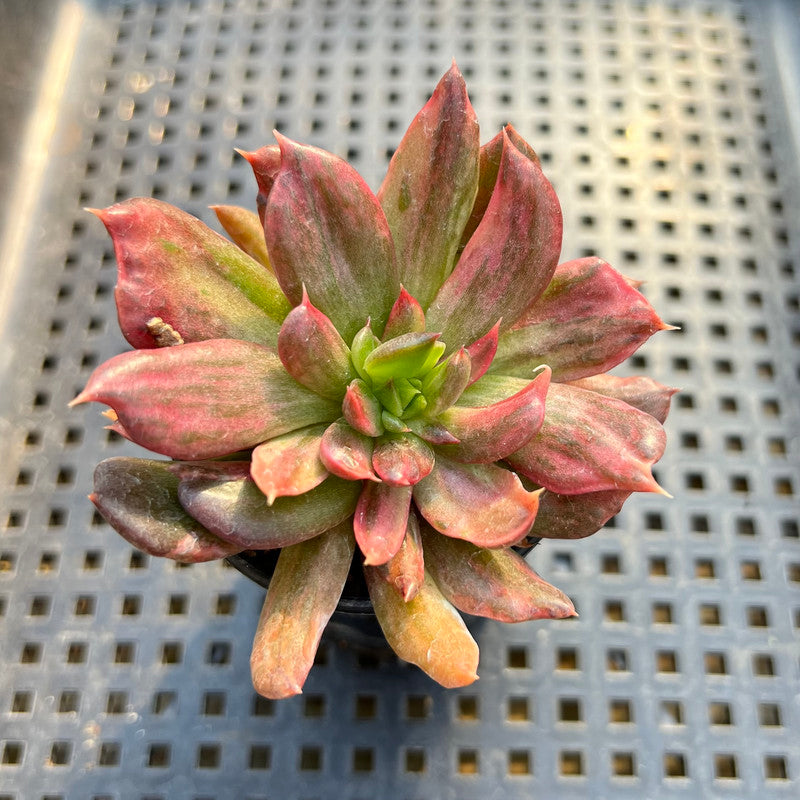 red prince succulent Echeveria 'Red Prince' Variegated 2" Succulent Plant