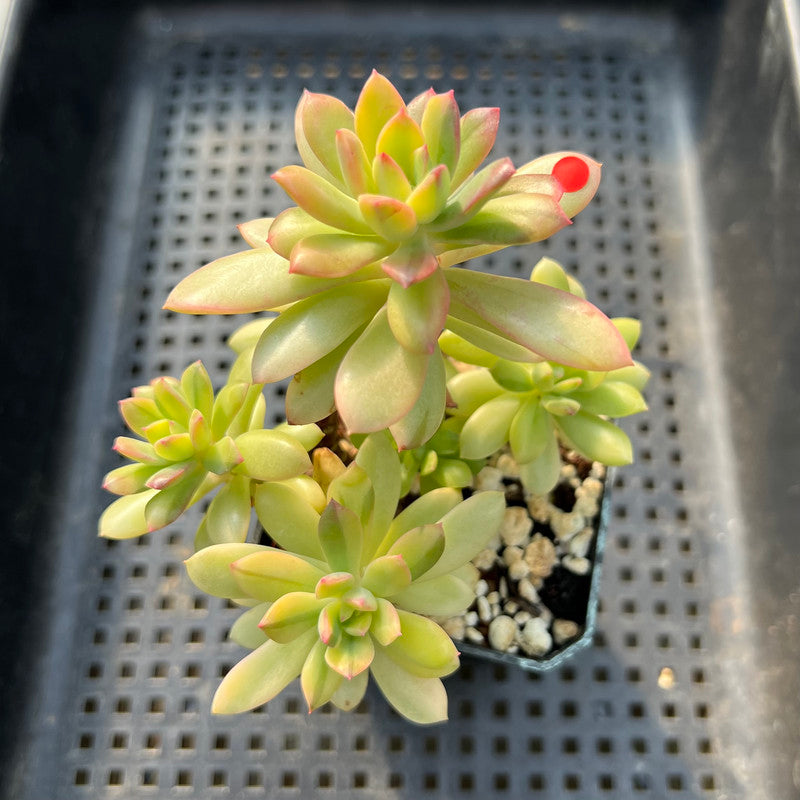 minibelle succulent Echeveria 'Minibelle' Variegated 3