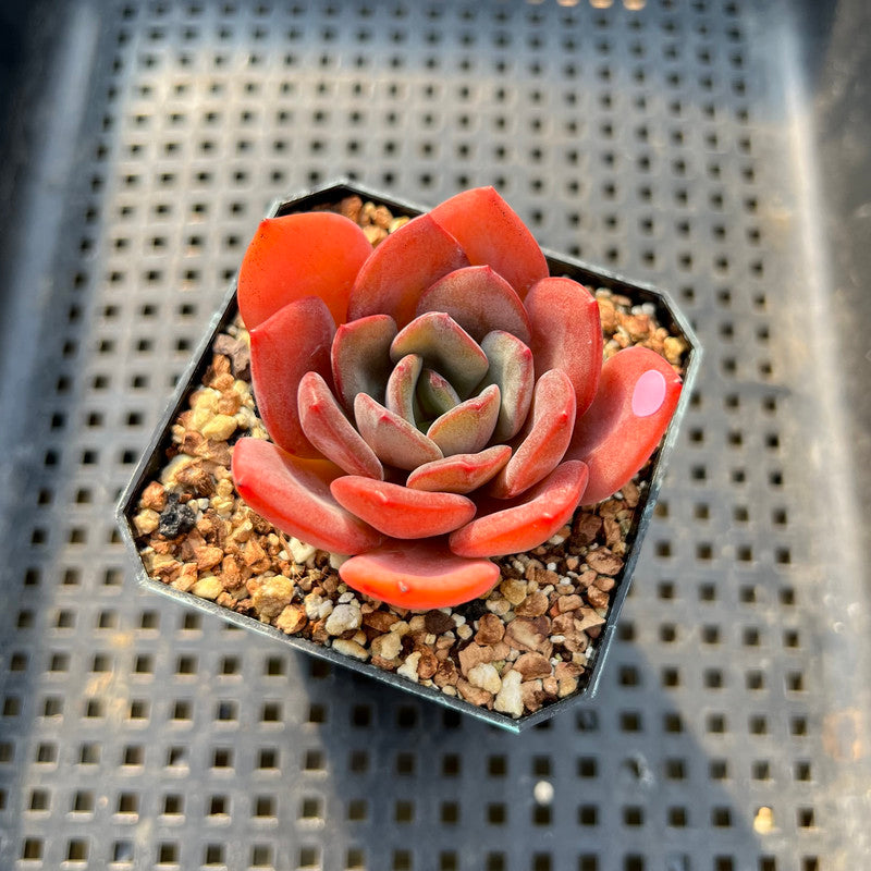 maroon succulent plants Echeveria 'Maroon Peak' 2" Succulent Plant