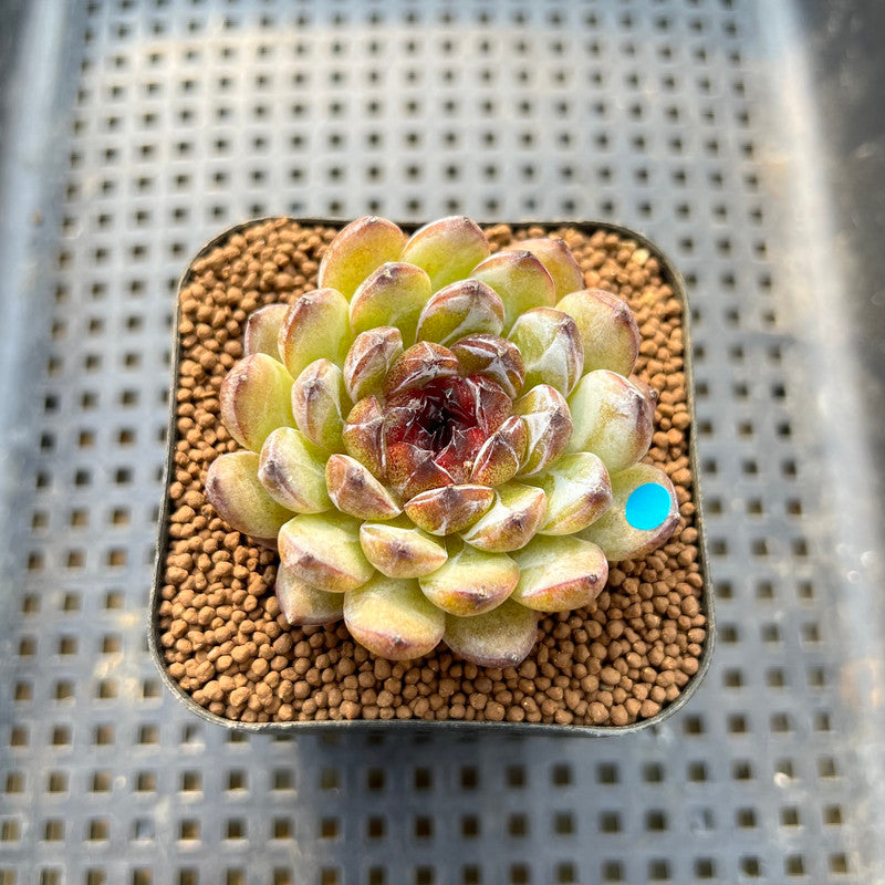 gemstone succulent Echeveria 'Gemstone' 2" Succulent Plant Cutting