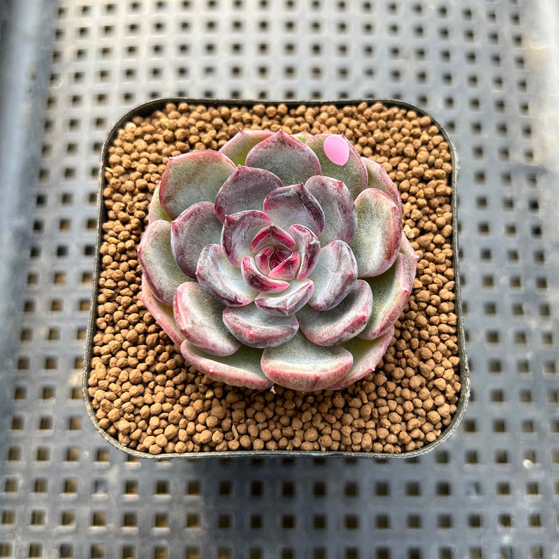 dahlia succulent Echeveria 'Dahlia' 2" New Hybrid Succulent Plant Cutting