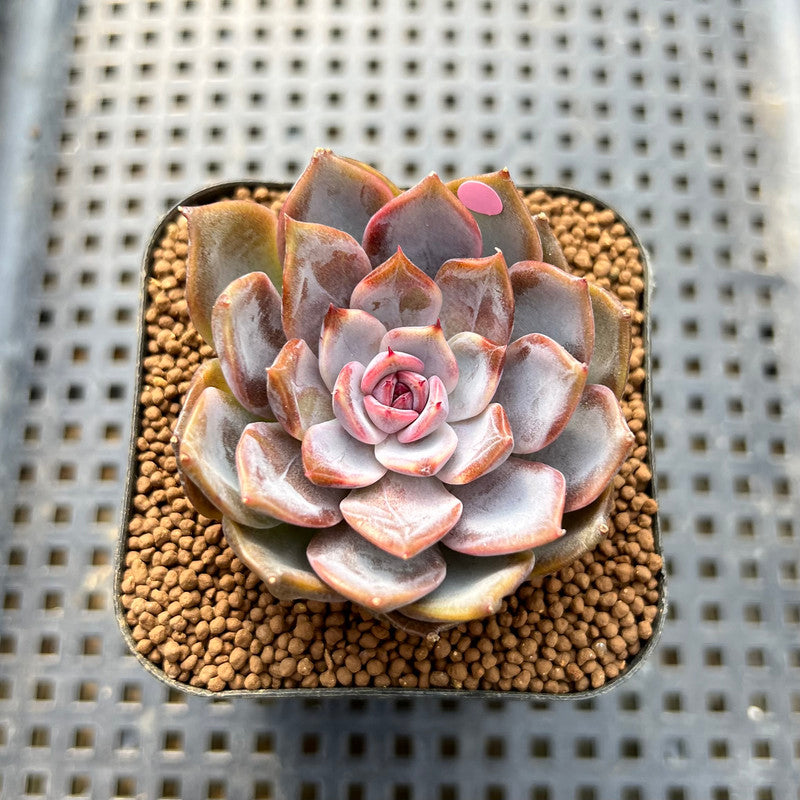 Echeveria 'Raley' 2