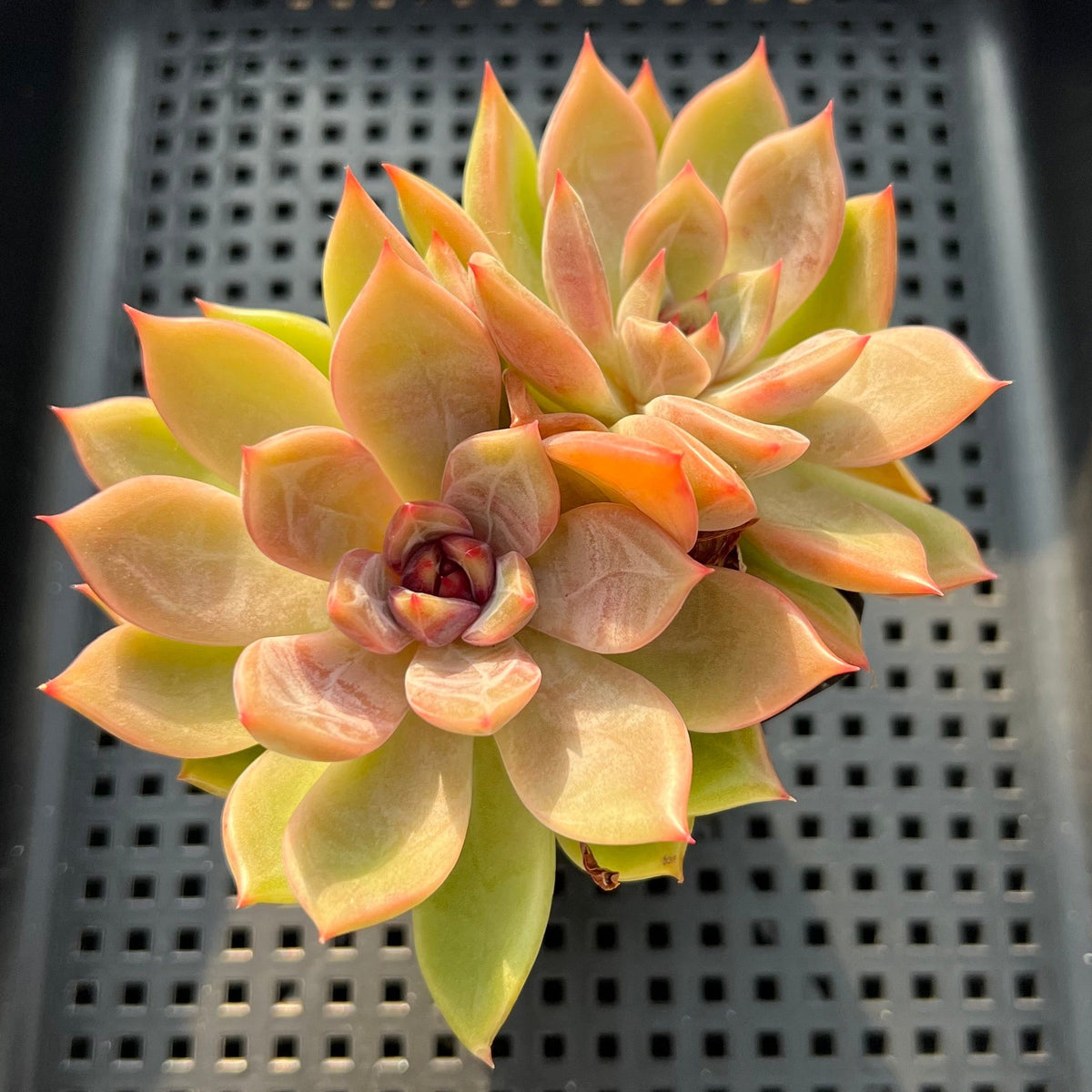 Echeveria 'Black Tetra' 3"-4" Succulent Plant (Potted)