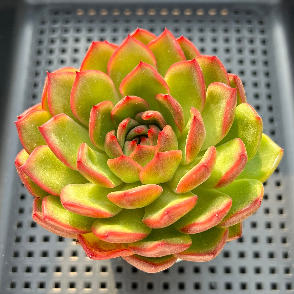 Echeveria Agavoides 'Mont Blanc' 2"-3" Succulent Plant(Potted)