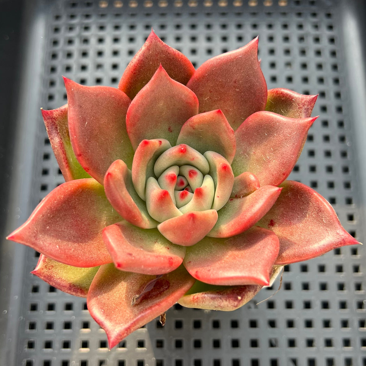 Echeveria Agavoides 'Primori' 3" Succulent Plant (Potted)