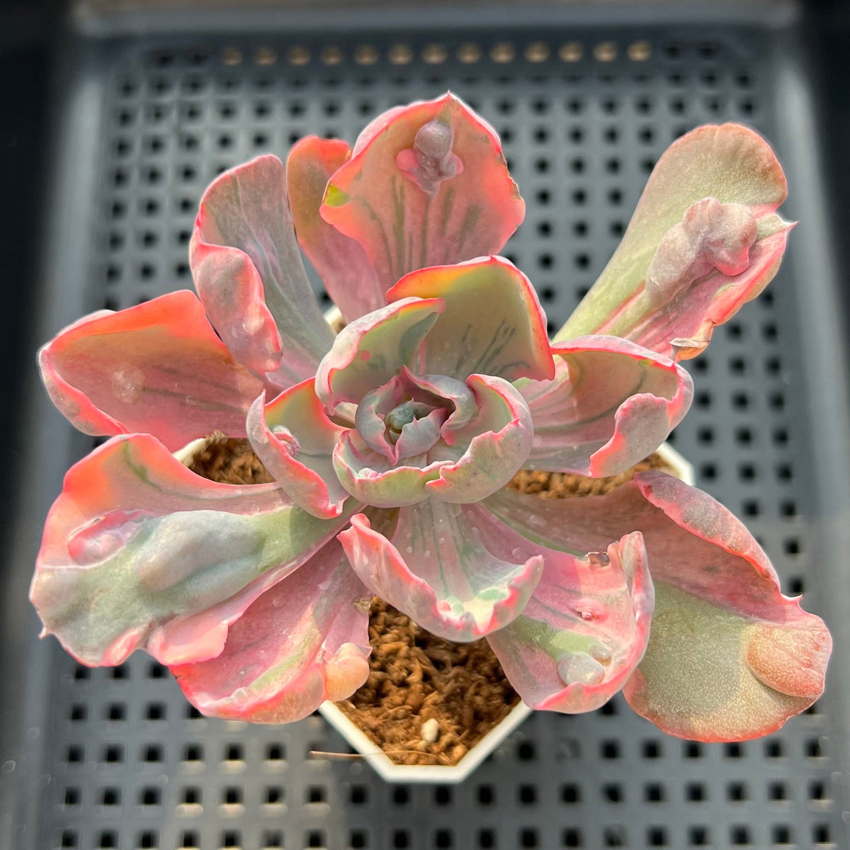 Echeveria 'Beyonce Rainbow' Variegated 2"-3" Succulent Plant (Potted)
