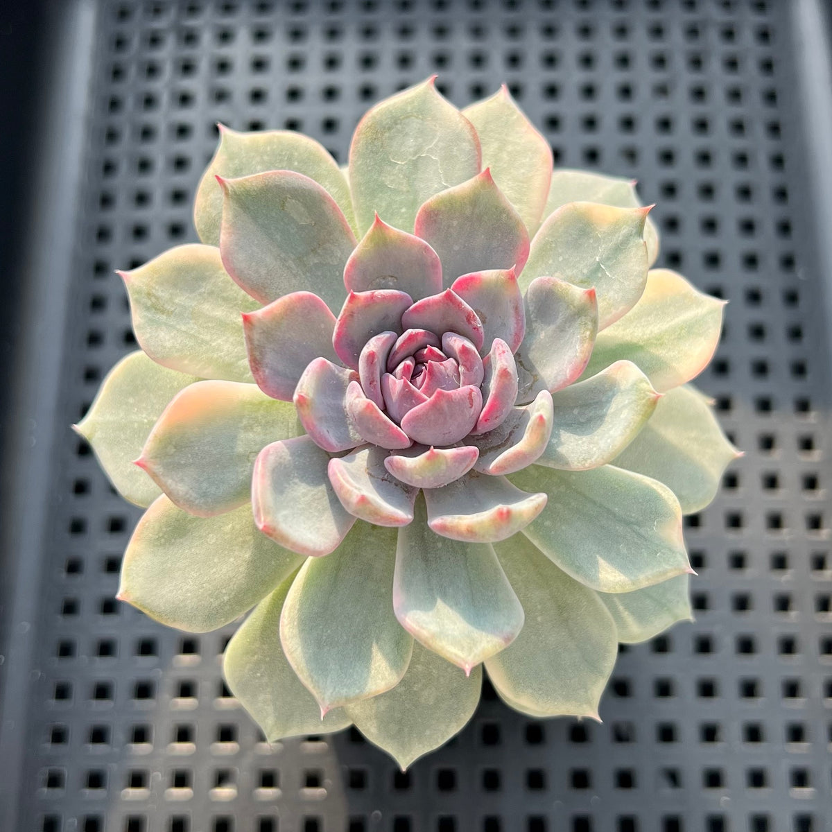 Echeveria 'Blue Witch' Variegated 3" Succulent Plant (Potted)