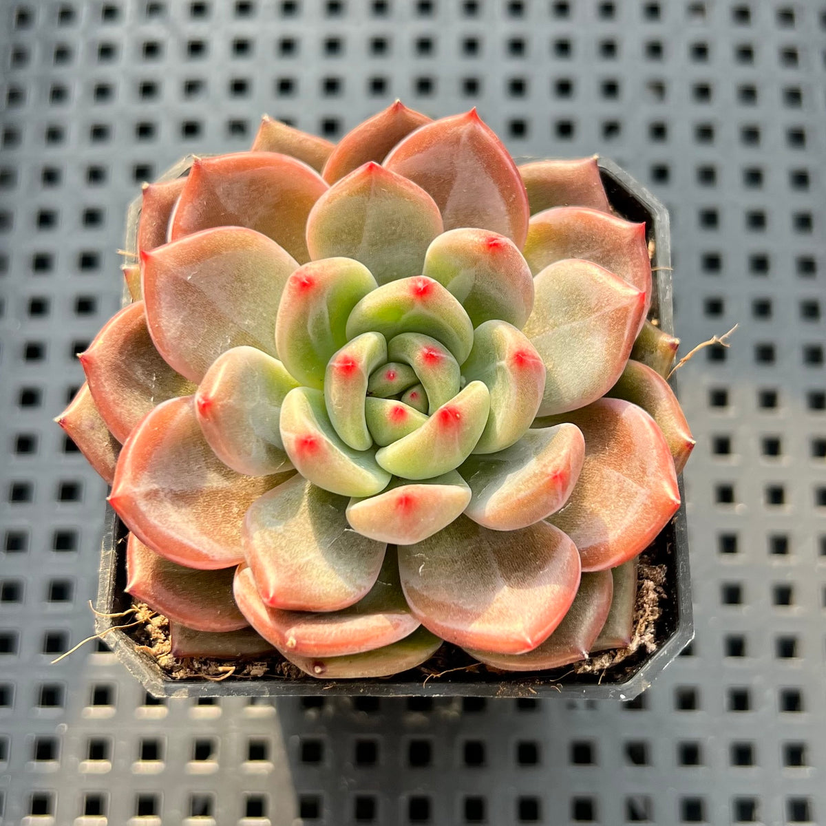 Echeveria 'Eos' 2"-3" Succulent Plant (Potted)