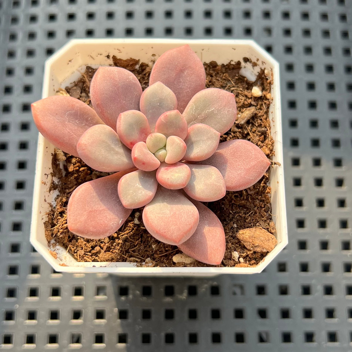 Graptopetalum 'Polari Heart' 2” Succulent Plant (Potted)