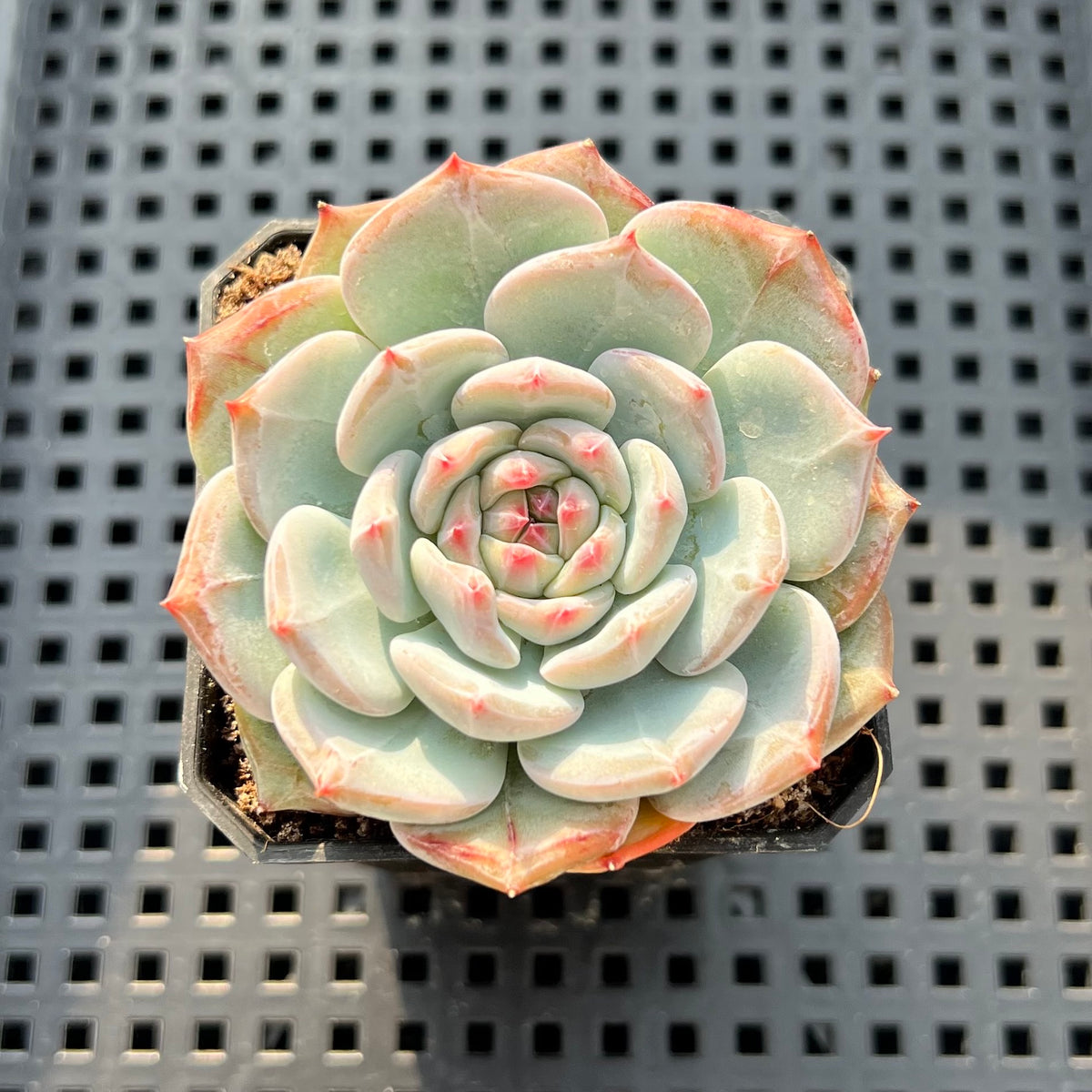 Echeveria 'Purple Look' 2" Succulent Plant (Potted)