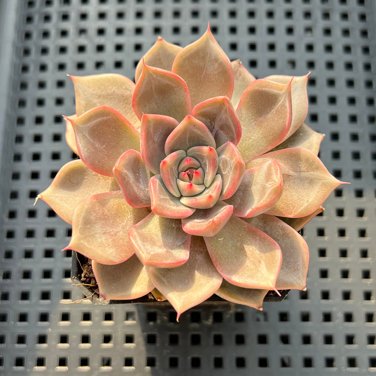 Echeveria 'Pinks' 2" Succulent Plant (Potted)