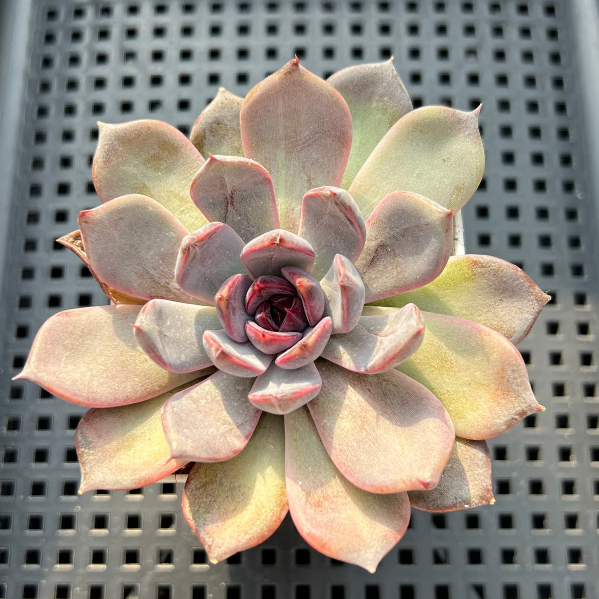 Echeveria 'Black Orchid' 2"-3" New Hybrid Succulent Plant (Potted)