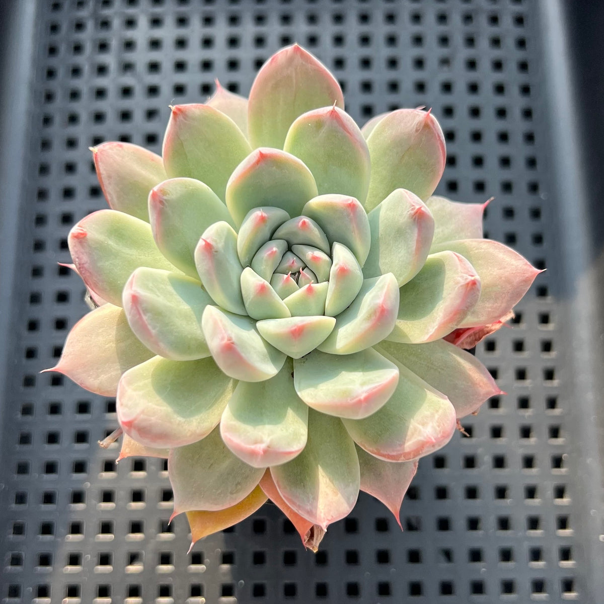 Echeveria 'Alba Beauty' 2" Succulent Plant (Potted)