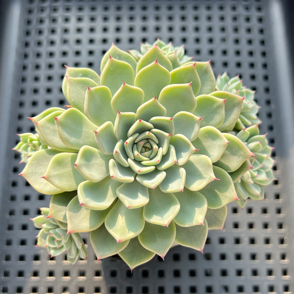 Echeveria 'Sarahime' Hybrid 3"-4" Cluster Succulent Plant (Potted)