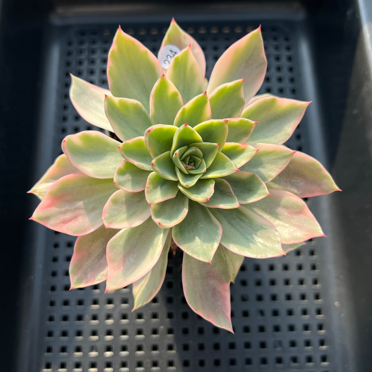 Echeveria 'Ice Pinky' Variegated 2"-3" Succulent Plant (Potted)