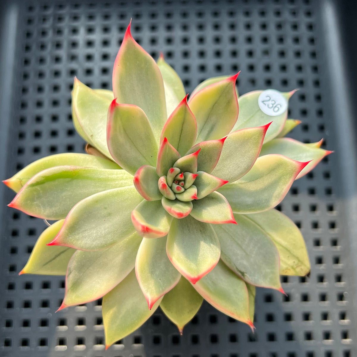 Echeveria Agavoides 'Peach Blossom' Variegated 2"-3" Succulent Plant (Potted)