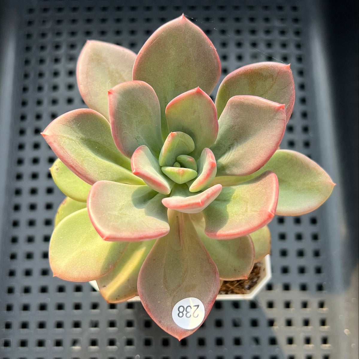 Pachyveria sp. 2"-3" Succulent Plant (Potted)