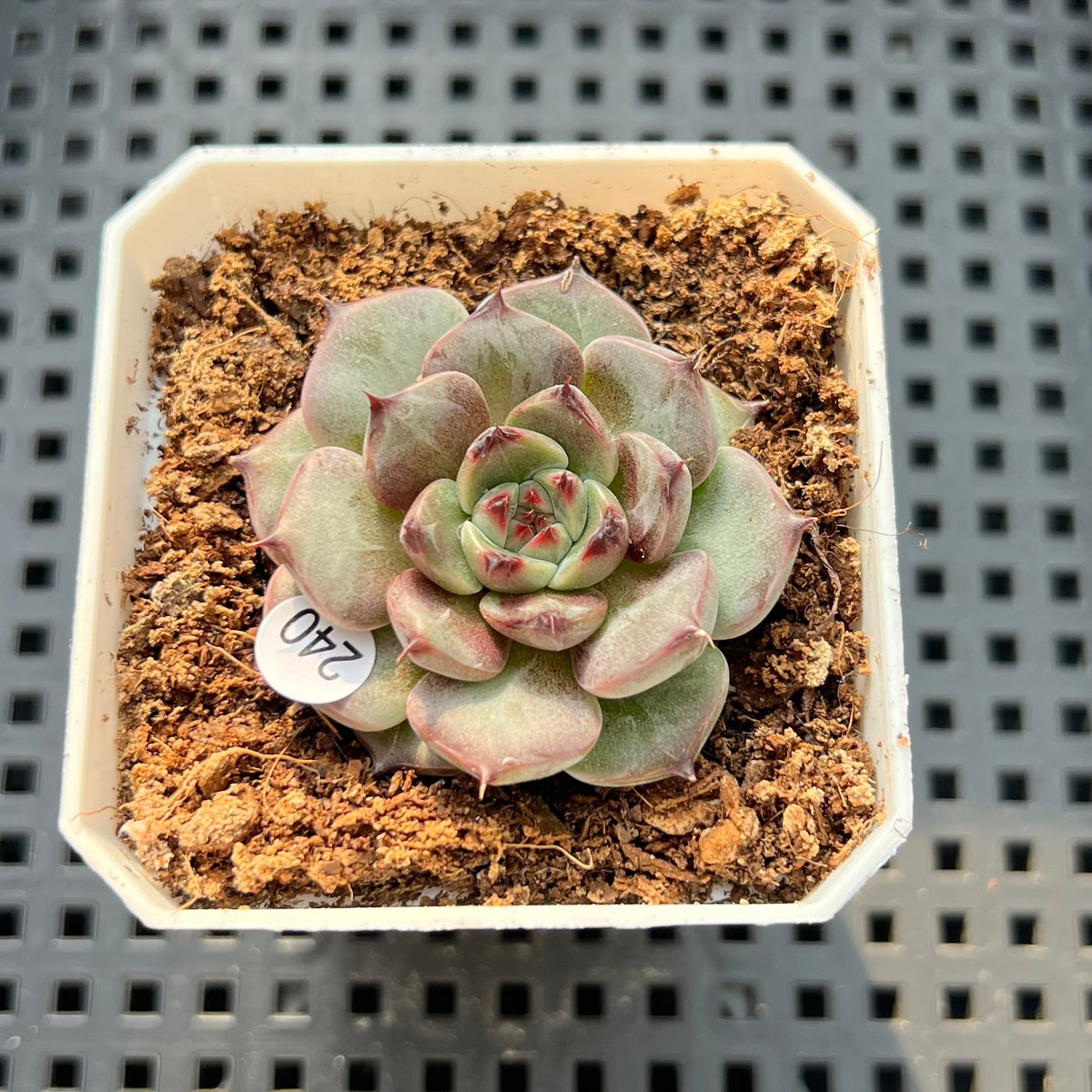 Echeveria 'Harvest' 1"-2" Succulent Plant (Potted)