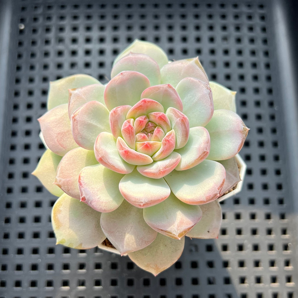 Echeveria 'Pumpkin' Type A 3" Succulent Plant (Potted)