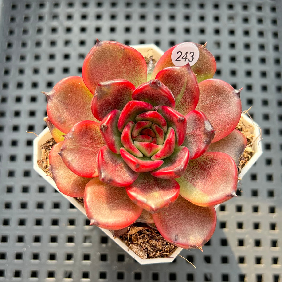 Echeveria sp. 2"-3" Succulent Plant (Potted)