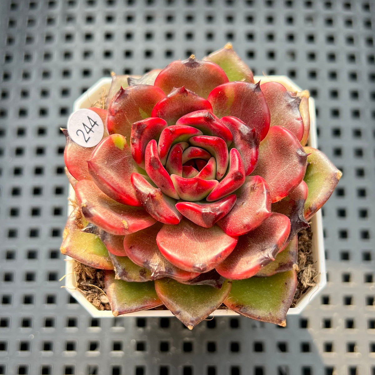 Echeveria sp. 2"-3" Succulent Plant (Potted)