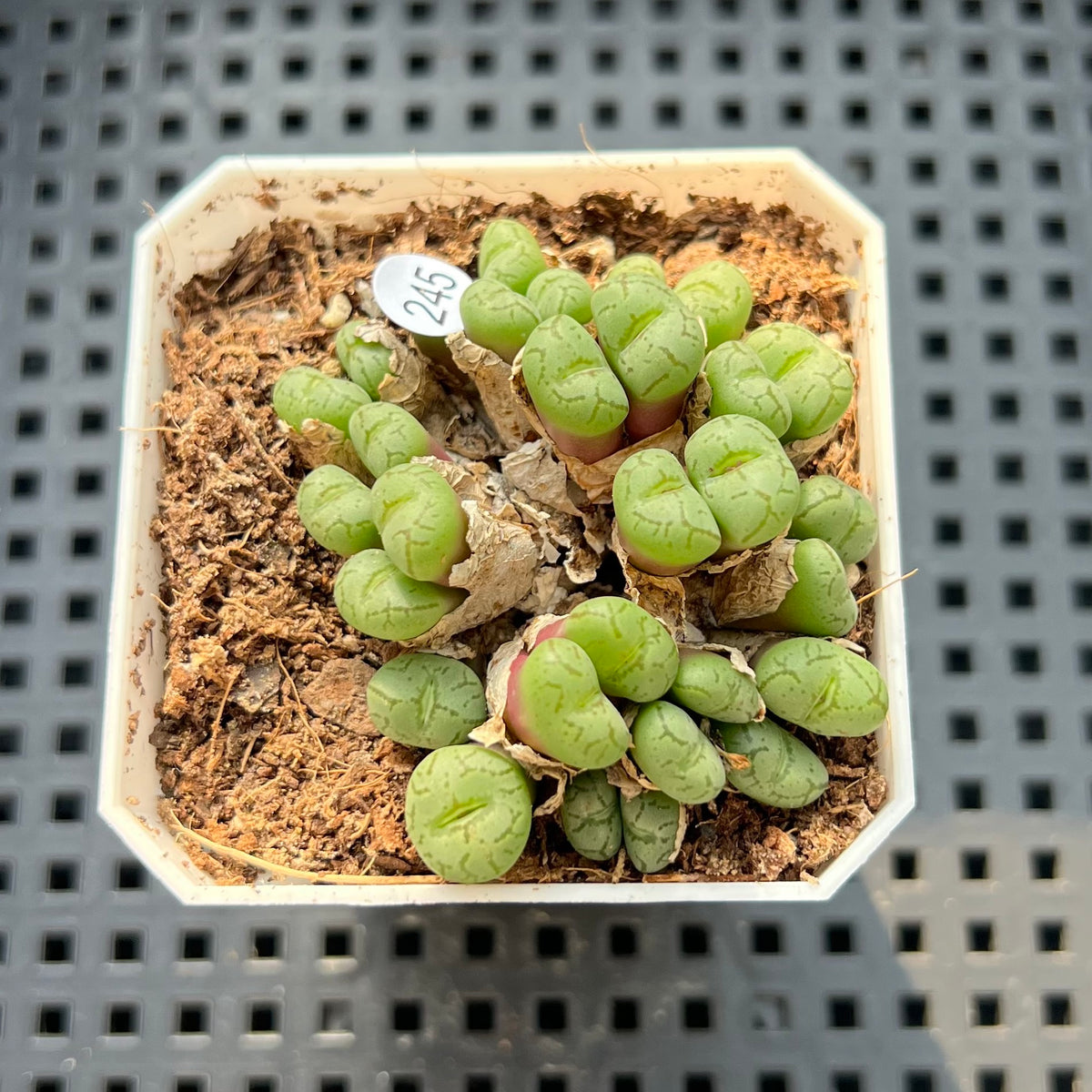 Conophytum Falciforme 'Monkey Mask' 2"-3" Succulent Plant (Potted)