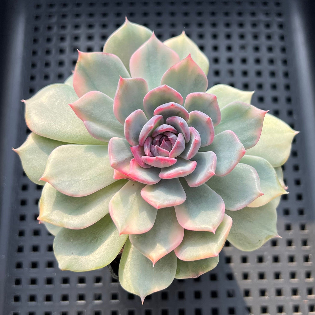 Echeveria 'Blue Witch' Variegated 3" Succulent Plant (Potted)
