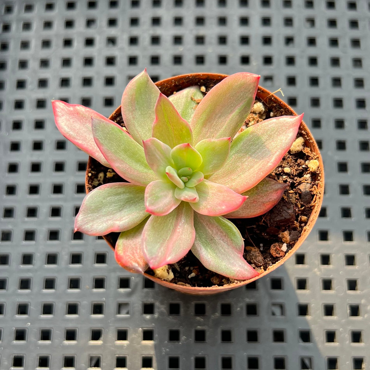 Echeveria 'Raison' Variegated (레종금) 1"-2" Succulent Plant (Potted)
