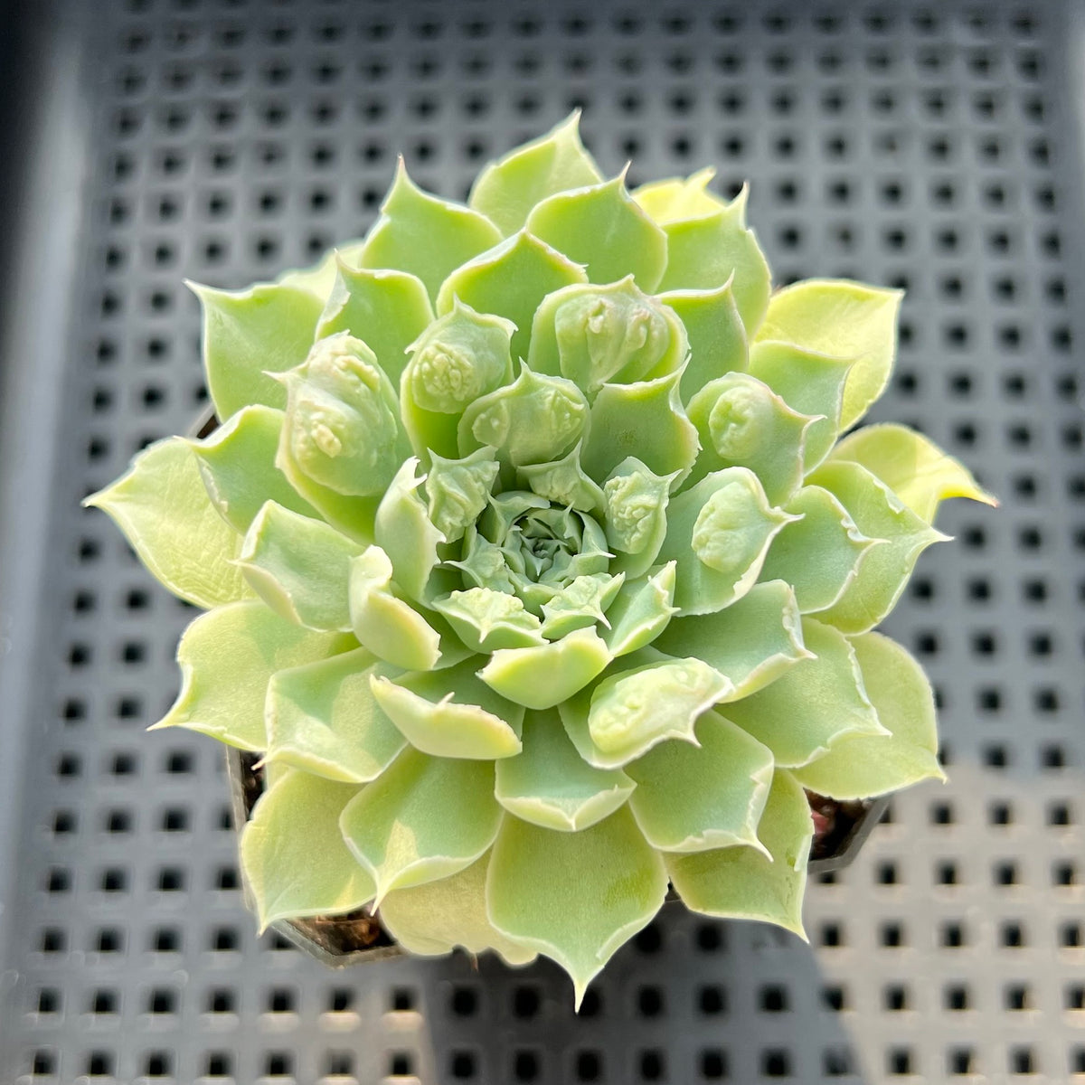 Echeveria 'Hearts Choice' 3" Succulent Plant (Potted)