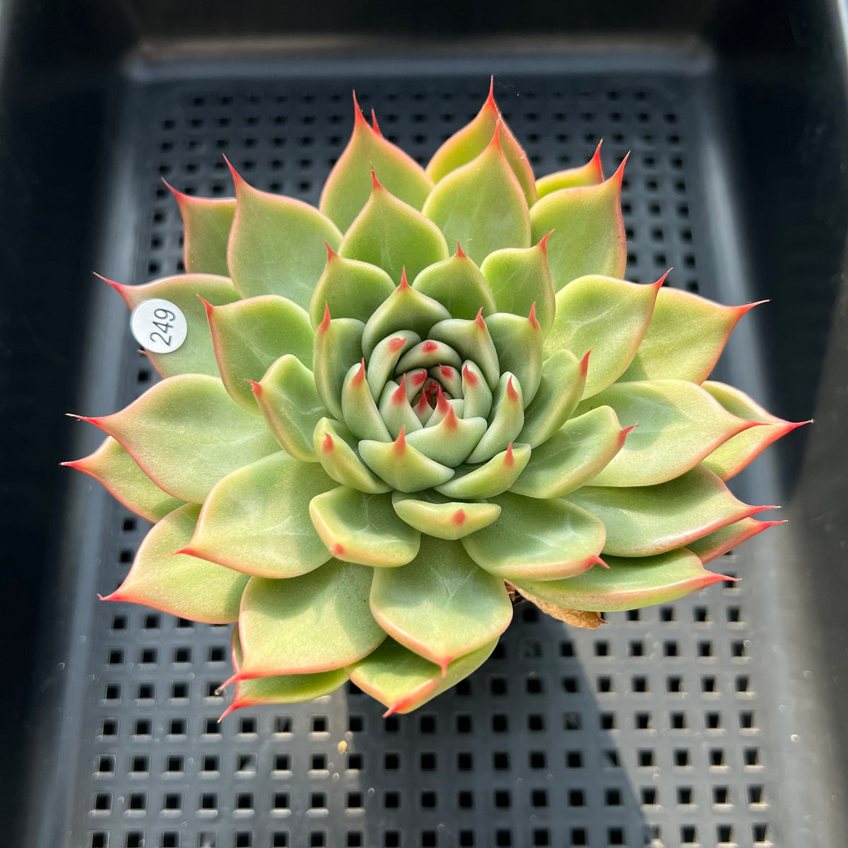 Echeveria 'Toscanelli' 3"-4" Large Succulent Plant (Potted)