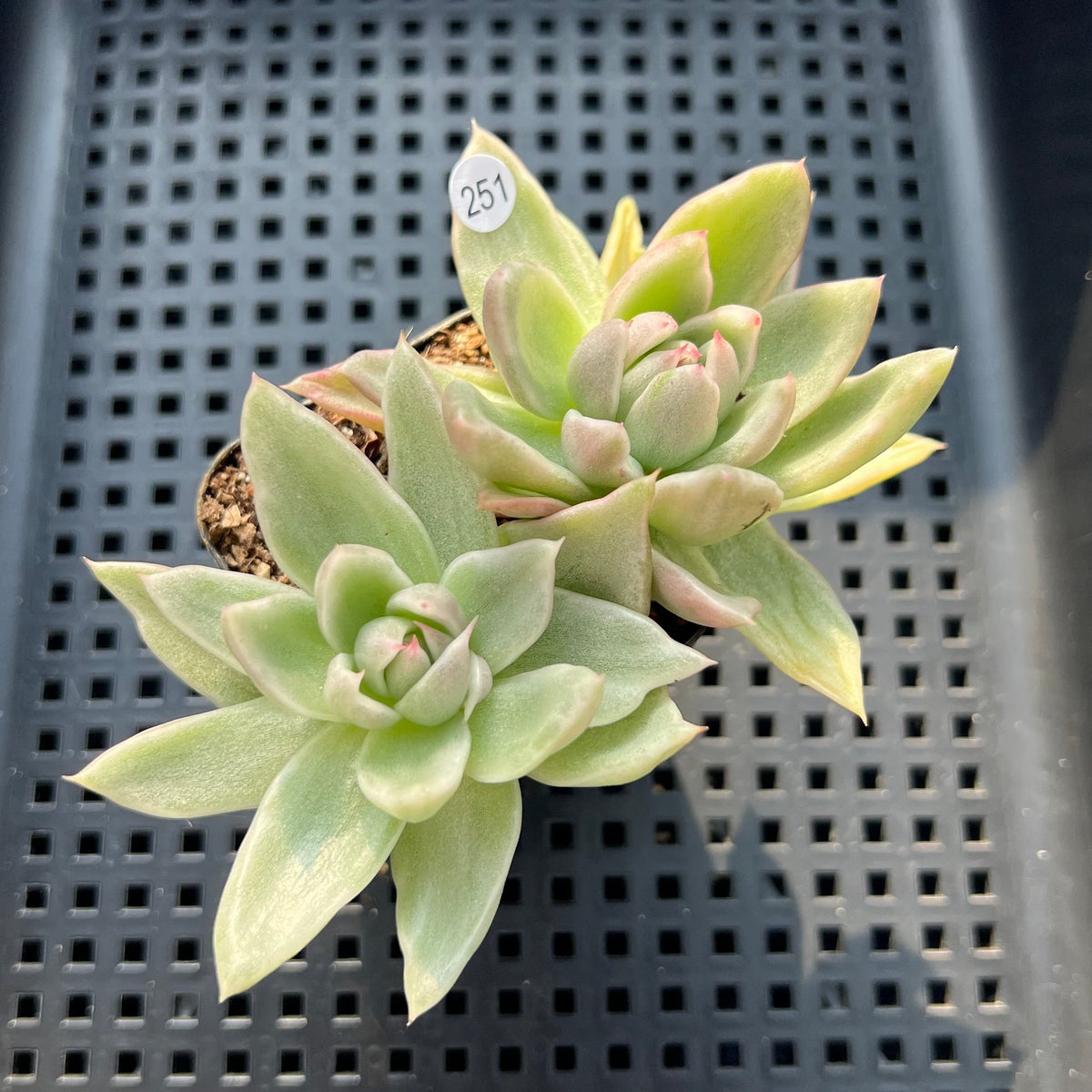 Echeveria Agavoides 'Saint Louis' Variegated 2"-3" Succulent Plant (Potted)