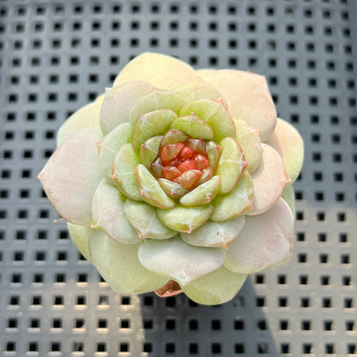 Echeveria sp. Jelly Type 2" Succulent Plant (Potted)