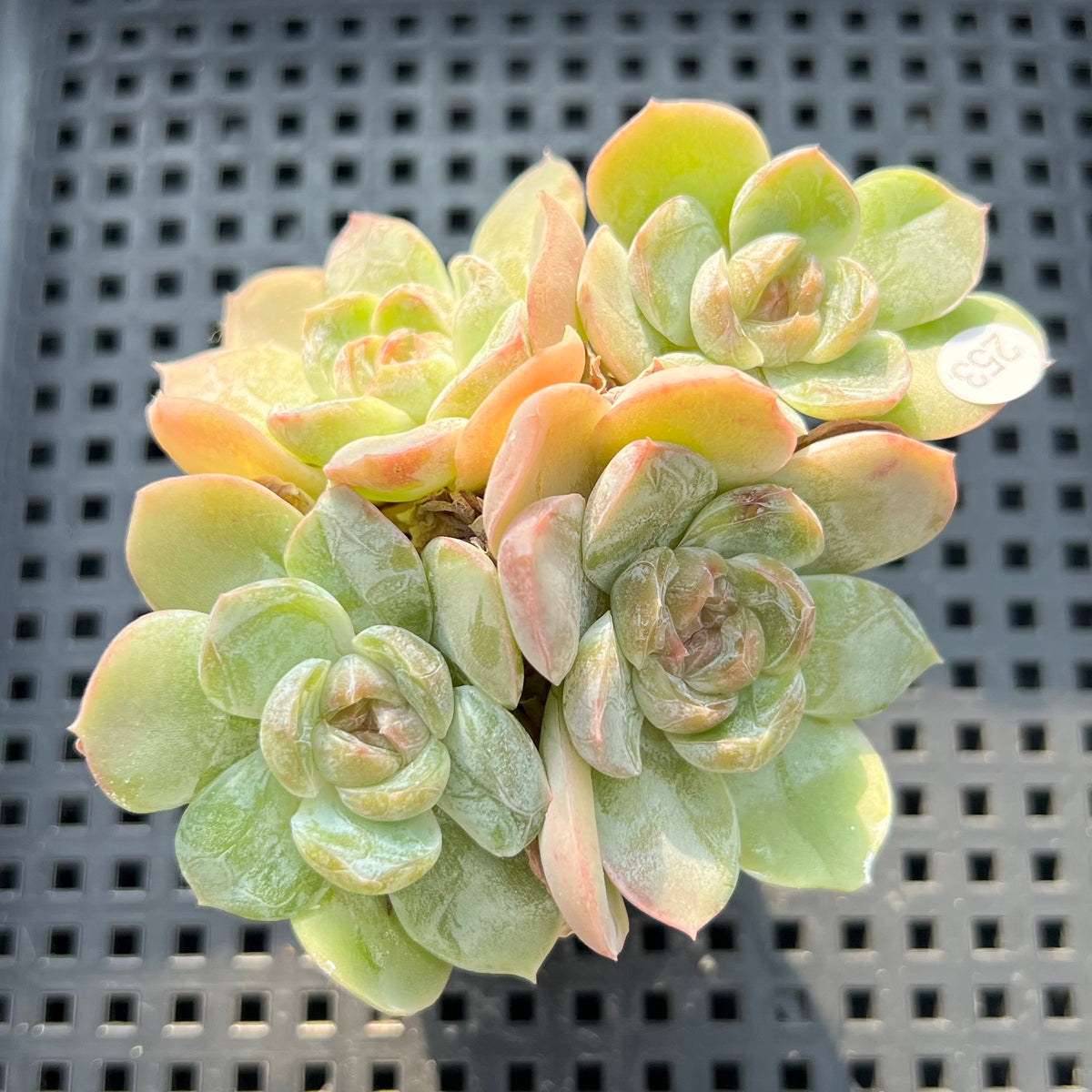 Echeveria sp. Cluster Jelly Type 2"-3" Succulent Plant (Potted)