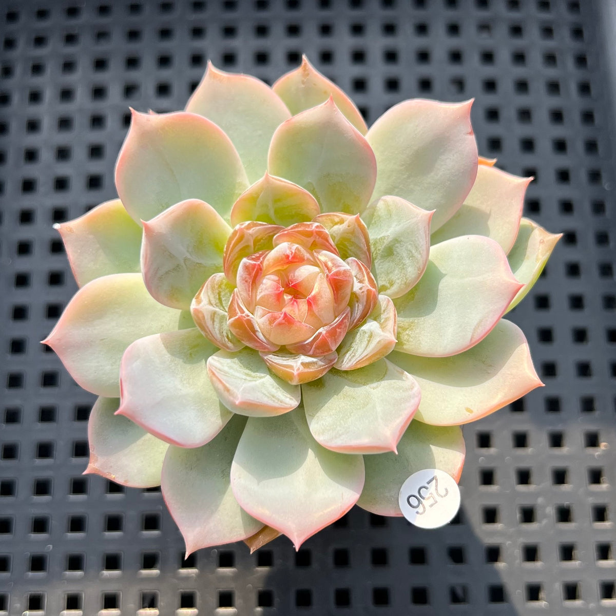 Echeveria sp. Jelly Type 2" Succulent Plant (Potted)