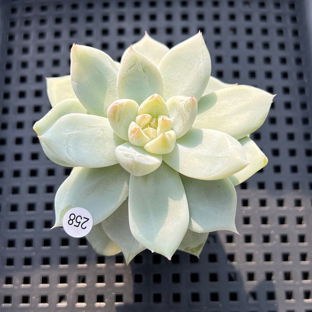 Echeveria sp. Jelly Type 2" Succulent Plant (Potted)