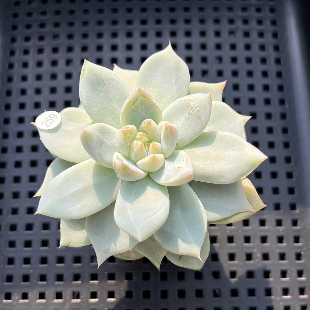 Echeveria sp. Jelly Type 2" Succulent Plant (Potted)