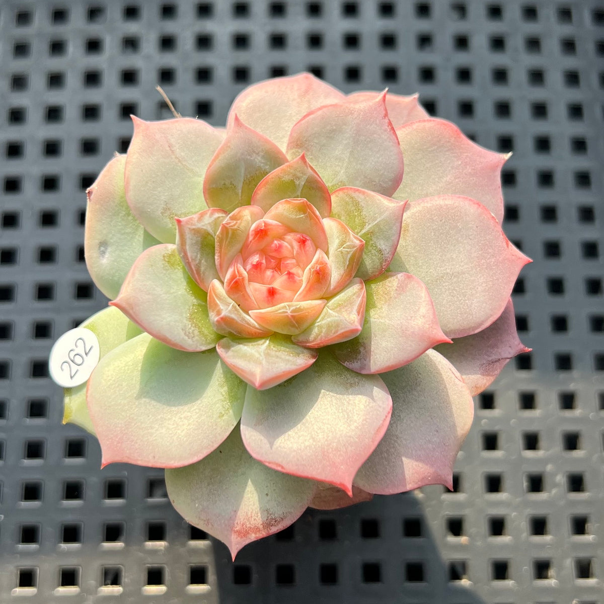 Echeveria 'Daiquiri' Jelly Type 2" Succulent Plant (Potted)