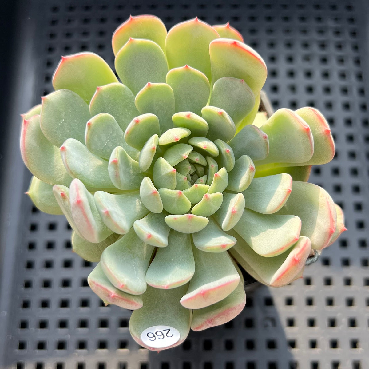 Echeveria 'Geumjak' 2"-3" Succulent Plant (Potted)