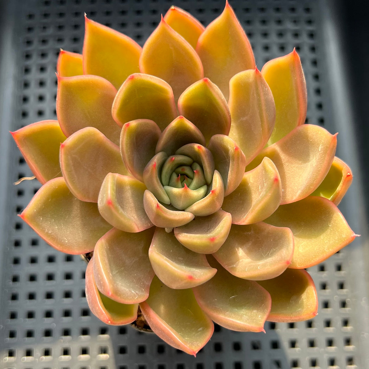 Echeveria sp. 3"-4" Succulent Plant (Potted)