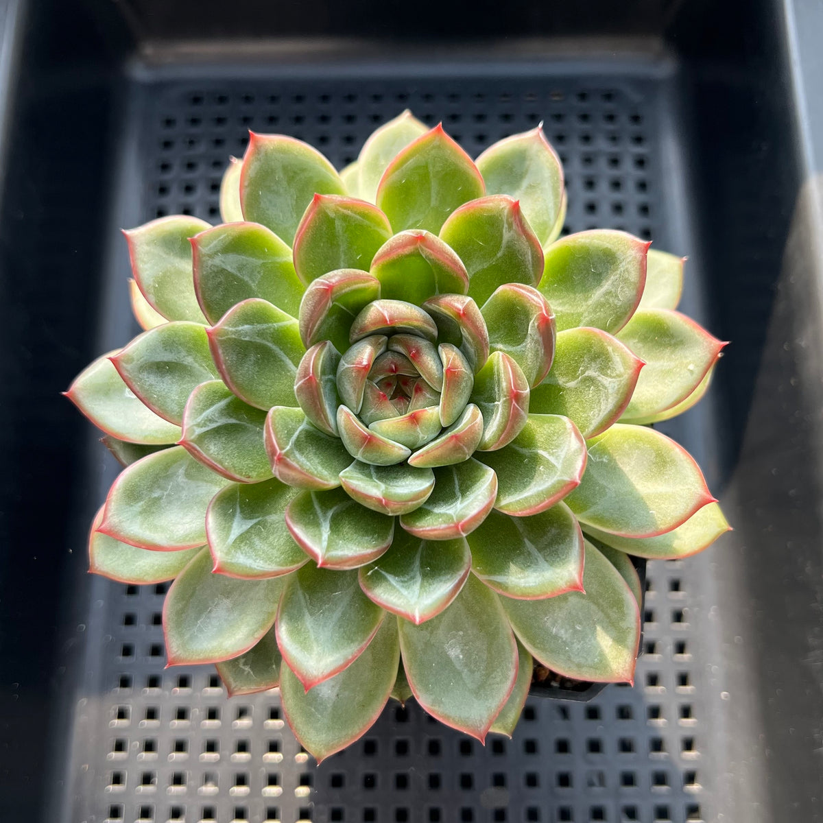 Echeveria 'Snowflake' 4"-5" Large Succulent (Potted)