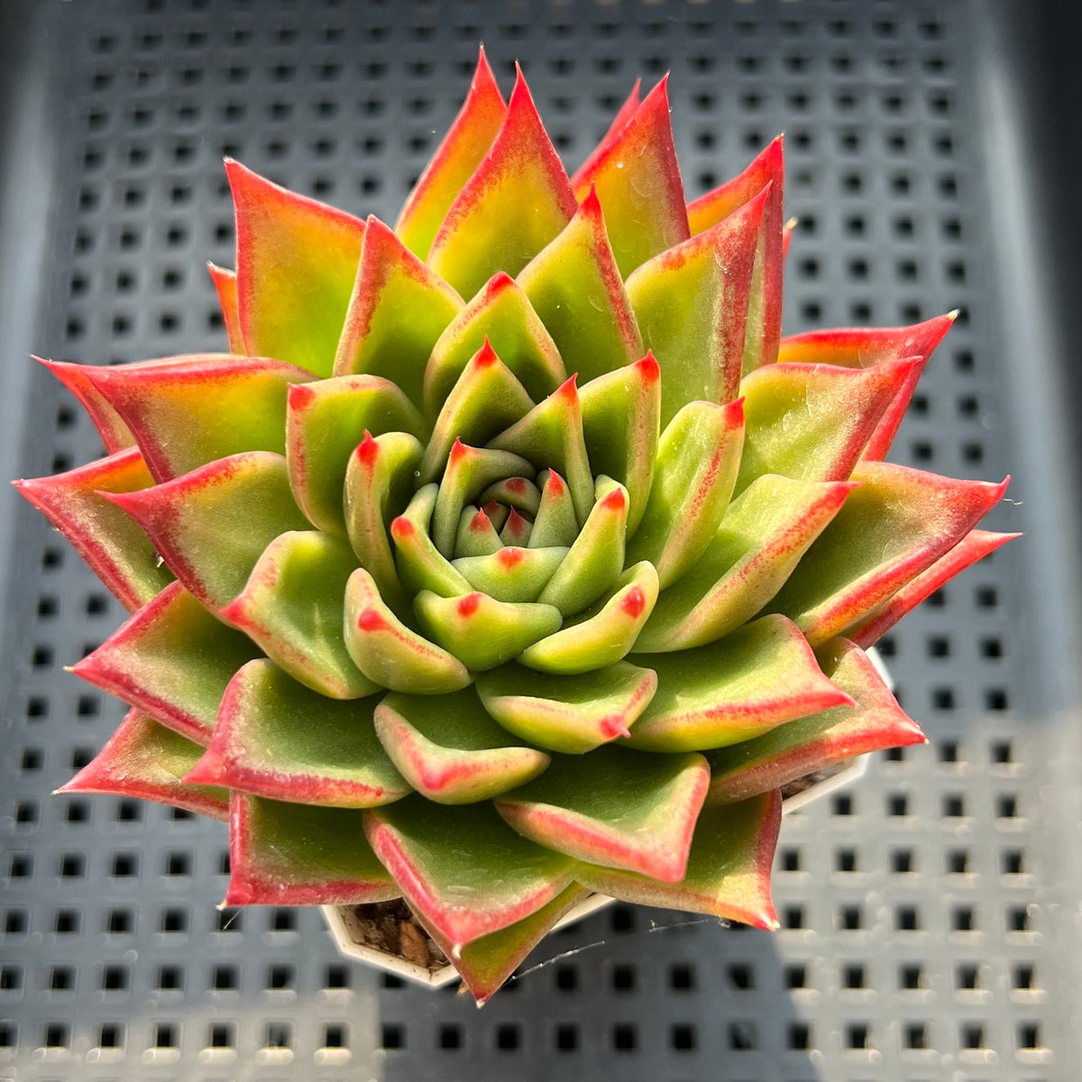 Echeveria Agavoides sp. 3" Succulent Plant (Potted)