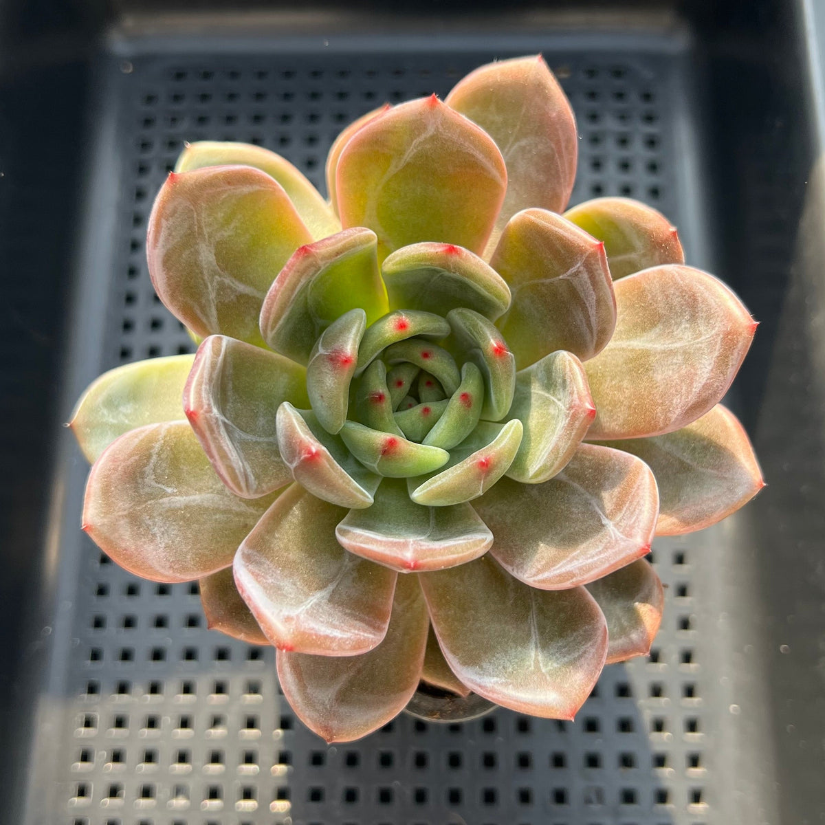 Echeveria 'Midnight Sun' (백야) 4" Large Succulent Plant (Potted)