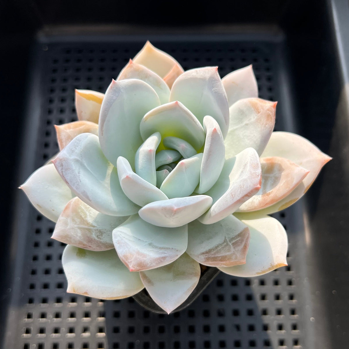 Echeveria 'Ivory' 3"-4" Succulent Plant (Potted)