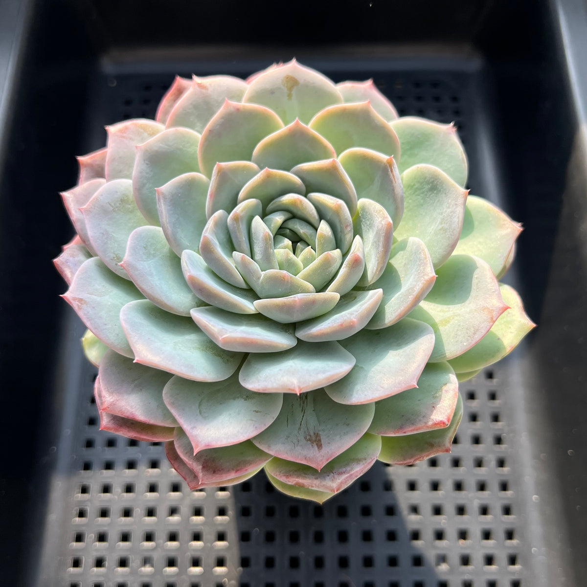 Echeveria 'Orange Monroe' x 'Helena' 3"-4" Succulent Plant (Potted)