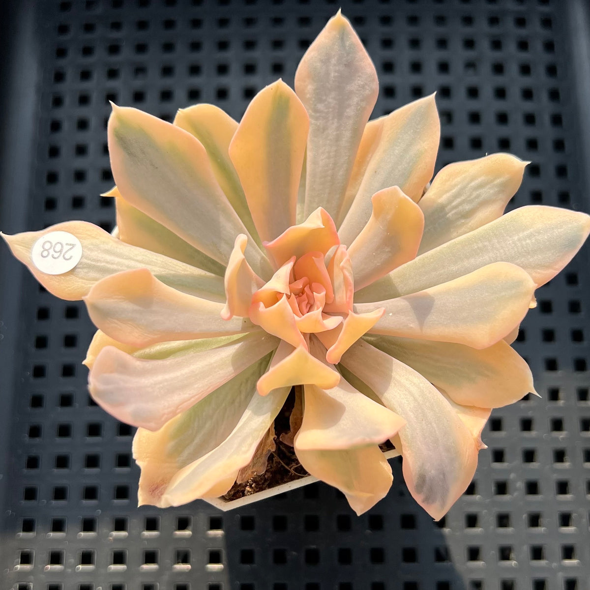 Echeveria 'Saffron' Variegated 2"-3" Succulent Plant (Potted)